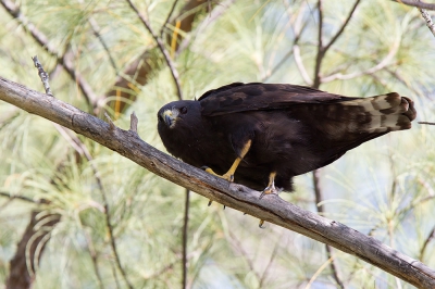 <i class='fa fa-user'></i>&nbsp;Bouke Atema&nbsp;|   Kortstaartbuizerd&nbsp; <i class='fa fa-eye'>&nbsp;386</i> &nbsp; <i class='fa fa-comment-o'>&nbsp;3</i>