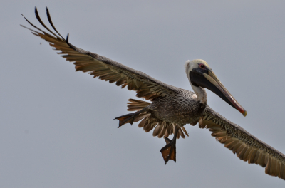 In een baai ware pelikanen aan het vissen en deze vloog vlak langs mij heen, waardoor de vogel goed clos-up te fotograferen was.