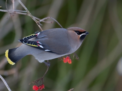 <i class='fa fa-user'></i>&nbsp;anevanrees&nbsp;|   Pestvogel&nbsp; <i class='fa fa-eye'>&nbsp;762</i> &nbsp;<i class='fa fa-thumbs-up'>&nbsp;7</i> &nbsp; <i class='fa fa-comment-o'>&nbsp;18</i>