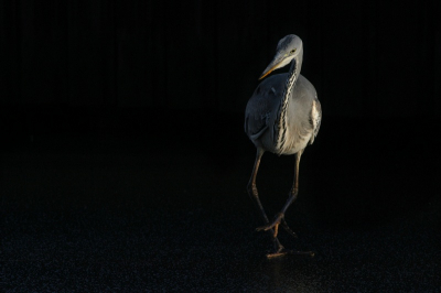 Deze reiger probeerde vis te vinden onder het ijs in een slootje achter mijn tuin. Hij was een beetje dom, pikte af en toe in het ijs alsof het water was en hij er zo doorheen kon met zijn snavel. Meer foto's op http://www.tapioca.nl/v/reiger/, maar dit vond ik wel de beste.
Gefotografeerd met een Canon 200L+2x TC.
