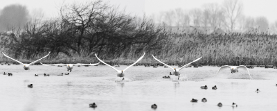 De afgelopen week een aantal keren groepen wilde zwanen aanschouwd bij de take-off. En dat is indrukwekkend. En door het grote aantal en door het waterlopen, gas geven en opstijgen. Sommige ochtenden was het moeilijk licht (grijs etc.) en afgelopen vrijdag was het licht perfect. Deze foto is van de 21ste: grijs weer maar wel een mooie groep wilde zwanen die, nadat ze de fotograaf in het vizier hadden gekregen, recht op hem af vlogen :)