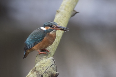 Al een paar jaar zie ik af en toe een ijsvogeltje bij de sloot in onze achtertuin. De laatste tijd wat vaker, dus maar eens een tak neergezet. Ik heb al heel wat uurtjes naast die tak gezeten, maar vanochtend kwam hij dan eindelijk op het goede moment langs.