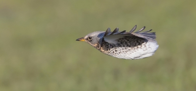 <i class='fa fa-user'></i>&nbsp;Edward van Altena&nbsp;|   Kramsvogel&nbsp; <i class='fa fa-eye'>&nbsp;784</i> &nbsp;<i class='fa fa-thumbs-up'>&nbsp;1</i> &nbsp; <i class='fa fa-comment-o'>&nbsp;19</i>