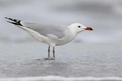 From autumn to early spring a few individuals of this elegant gull are often present along the coast from Paestum to Agropoli (Campania, Italy). Picture shot from the car covered by a leafcut screen