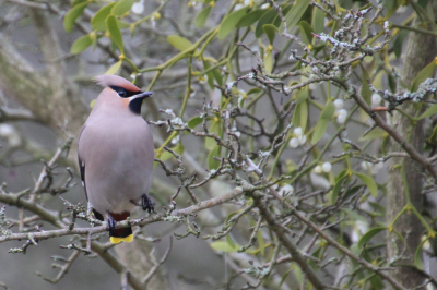 Vond het al heel bijzonder een pestvogel te zien, laat staan deze (van vrij dichtbij) te kunnen fotograferen!! Omstandigheden zeker niet geweldig, dicht bewolkt en heel weinig licht.