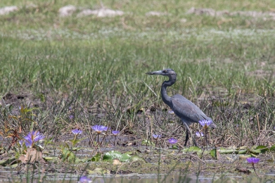 <i class='fa fa-user'></i>&nbsp;Kees de Jager&nbsp;|   Madagaskarreiger&nbsp; <i class='fa fa-eye'>&nbsp;412</i> &nbsp; <i class='fa fa-comment-o'>&nbsp;1</i>