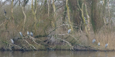 De groep Reigers was in tween te delen, dus aanvankelijk twee foto's gemaakt met 300+1,4. Ter plaatse ook n foto met de 300mm gemaakt maar twee foto's met de 300+1,4 aan elkaar plakken gaf een nog ruimer beeld met meer detail. Het originele panorama is nog wat breder maar dat is hier niet te plaatsen.

.