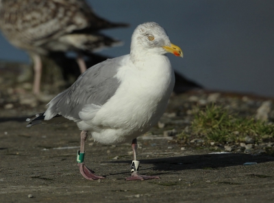 <i class='fa fa-user'></i>&nbsp;FRANCOIS roland&nbsp;|   Zilvermeeuw&nbsp; <i class='fa fa-eye'>&nbsp;356</i> &nbsp;<i class='fa fa-thumbs-up'>&nbsp;6</i> &nbsp; <i class='fa fa-comment-o'>&nbsp;19</i>