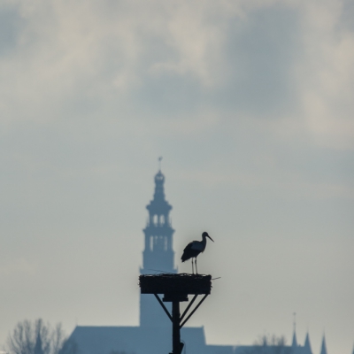 Flinke tegenlichtopname op een koude middag. Toch sprak het beeld mij aan, het silhouette van zowel de ooievaar als ook de lange jan van Middelburg op de achtergrond