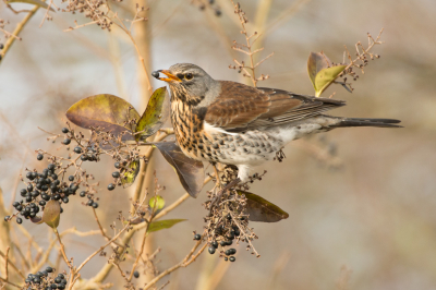 Eigenlijk zocht ik de pestvogels maar die waren allang weer gevlogen. Na een rondje te hebben gelopen zat deze ineens op de struik, een mazzeltje dus.