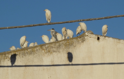 <i class='fa fa-user'></i>&nbsp;sieb&nbsp;|   Koereiger&nbsp; <i class='fa fa-eye'>&nbsp;491</i> &nbsp;<i class='fa fa-thumbs-up'>&nbsp;2</i> &nbsp; <i class='fa fa-comment-o'>&nbsp;10</i>