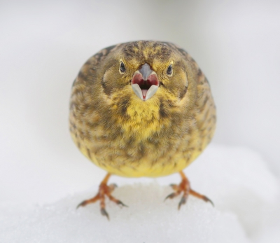 ""ANGRY BIRDS""

Zondag druk in de weer om sneeuw met sneeuwschep en kruiwagen te verplaatsen naar mijn voederplekje, om toch nog een dagje langer in een winterse setting te kunnen fotograferen ;-) Het heeft zeker nog wat extra leuke foto's opgeleverd en ook de agressiviteit tussen de geelgorsjes heb ik voor het eerst wat vast kunnen leggen. Hier in een agressieve houding tegenover een andere geelgors die vlak voor mij langs liep! Je wordt er bang van !

Groet, Thijs