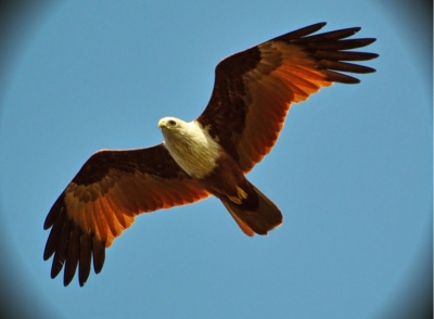 Nikon D7000 
Lens 70-300
vloog boven mijn hoofd, ik zwaaide met de camera en tot mijn verbazing had ik deze prachtige vogel