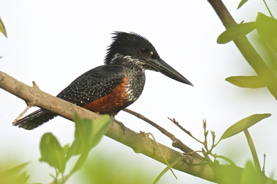 Ook deze Kingfisher konden we gelijk de eerste dag bijschrijven. Hoewel niet helemaal vrij staat zijn koppie er prachtig op.