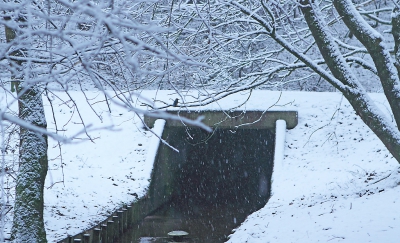 Het was nog vroeg, het sneeuwde en het was spekglad. Ik besloot om maar eerst een ommetje te gaan wandelen voordat ik met de auto weg zou gaan. Had de 24-70 erop zitten voor het sneeuwlandschap. Ineens zag ik haar zitten.