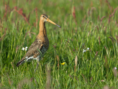 Liggend op mijn buik kon ik deze foto maken tijdens een ochtendwandeling in de Eemnesserpolder