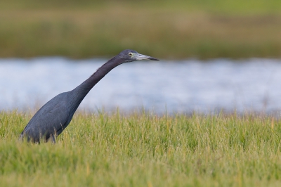 <i class='fa fa-user'></i>&nbsp;Bouke Atema&nbsp;|   Kleine Blauwe Reiger&nbsp; <i class='fa fa-eye'>&nbsp;386</i> &nbsp; <i class='fa fa-comment-o'>&nbsp;5</i>