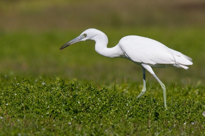 <i class='fa fa-user'></i>&nbsp;Bouke Atema&nbsp;|   Kleine Blauwe Reiger&nbsp; <i class='fa fa-eye'>&nbsp;393</i> &nbsp; <i class='fa fa-comment-o'>&nbsp;3</i>