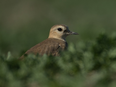 De Prairieplevier broed in de prairies Noord New Mexico tot aan het zuiden van Canada. Overwinteren doen ze in California en Noord-Mexico. Op internet had ik gezien dat ze recent gespot waren op zo'n 2 uur rijden van LA, waar ik voor m'n werk een paar dagen was. Viel nog niet mee ze te vinden op de grote akkers en velden, maar na een uur goed de velden afzoeken toch gevonden. Op de buik er naar toe getijgerd en serie foto's kunnen maken.

Lijkt me een 1ste plaatsing op BP