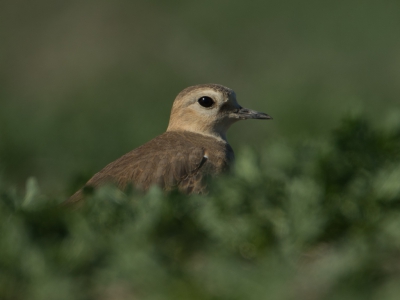 De Prairieplevier broed in de prairies Noord New Mexico tot aan het zuiden van Canada. Overwinteren doen ze in California en Noord-Mexico. Op internet had ik gezien dat ze recent gespot waren op zo'n 2 uur rijden van LA, waar ik voor m'n werk een paar dagen was. Viel nog niet mee ze te vinden op de grote akkers en velden, maar na een uur goed de velden afzoeken toch gevonden. Op de buik er naar toe getijgerd en serie foto's kunnen maken.

Lijkt me een 1ste plaatsing op BP