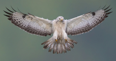 <i class='fa fa-user'></i>&nbsp;Edward van Altena&nbsp;|   Buizerd&nbsp; <i class='fa fa-eye'>&nbsp;1325</i> &nbsp;<i class='fa fa-thumbs-up'>&nbsp;27</i> &nbsp; <i class='fa fa-comment-o'>&nbsp;31</i>