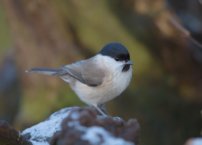 Vandaag eindelijk de glanskopjes weer voor de lens kunnen krijgen. Foto genomen vanaf statief bij zonnig weer.