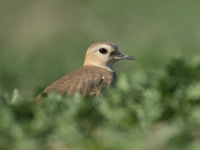 De Prairieplevier broed in de prairies Noord New Mexico tot aan het zuiden van Canada. Overwinteren doen ze in California en Noord-Mexico. Op internet had ik gezien dat ze recent gespot waren op zo'n 2 uur rijden van LA, waar ik voor m'n werk een paar dagen was. Viel nog niet mee ze te vinden op de grote akkers en velden, maar na een uur goed de velden afzoeken toch gevonden. Op de buik er naar toe getijgerd en serie foto's kunnen maken.

 Lijkt me een 1ste plaatsing op BP