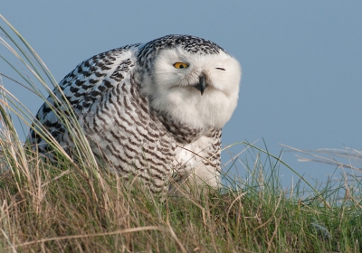 In alle rust kon ik vanaf het pad deze Sneeuwuil fotograferen. Zelf vond ik deze opname wel wat hebben, vooral de knipoog. Het dier heeft als ware, het uiterlijk van een soort kat. Ik vond het toch vrij uniek om deze vogels in ons land te kunnen fotograferen.