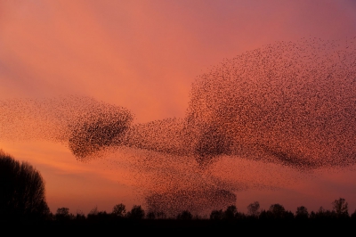 Een enorme groep sreeuwen maakt zich klaar voor de nacht. Dankzij enige bemoeienis van een slechtvalk was het een echt spektakel.de mooie lucht maakt de dag compleet.