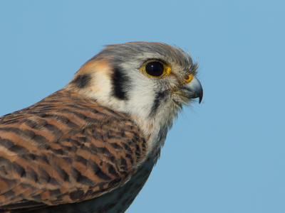 Bolsa Chica is een mooi natuurgebied met 'Coastal Wetlands' iets ten zuiden van LA. Ik werd aangesproken door een stel die me vertelde dat iets verderop een 'Sparrowhawk' op de afscheiding zat. Grappig, want voor zover ik weet zijn er in de USA geenSparrowhawks. Het bleek dan ook een Amerikaanse Torenvalk te zijn, die zich zo goed liet benaderen dat ik er maar een kopportretje van heb gemaakt.