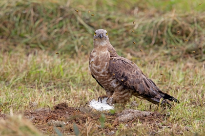 <i class='fa fa-user'></i>&nbsp;michiel schaap&nbsp;|   Wespendief&nbsp; <i class='fa fa-eye'>&nbsp;537</i> &nbsp;<i class='fa fa-thumbs-up'>&nbsp;18</i> &nbsp; <i class='fa fa-comment-o'>&nbsp;30</i>