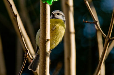 vaste bezoeker in onze tuin en liet zich graag fotograferen