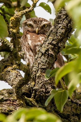 Deze jonge steenuil was bijzonder moeilijk te spotten in de grote appelboom. Zijn broer of zus heb ik die dag niet kunnen ontdekken