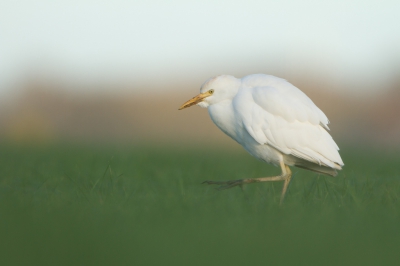 <i class='fa fa-user'></i>&nbsp;Gert-Jan Cromwijk&nbsp;|   Koereiger&nbsp; <i class='fa fa-eye'>&nbsp;182</i> &nbsp; <i class='fa fa-comment-o'>&nbsp;15</i>