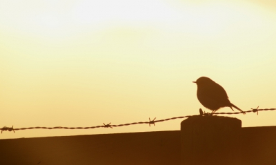 Al ruim een uurtje probeerde ik dit geringde roodborstje met warm licht op de foto te krijgen. Opeens zat het vogeltje pal in het tegenlicht. Snel maar een foto gemaakt. Resultaat valt mij nog niet eens zo tegen.