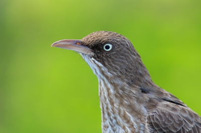 Dezelfde vogel als in mijn vorige upload maar op deze is het priemende pareloogje beter zichtbaar. Bonaire is het enige eiland van de ABC eilanden waar deze soort te vinden is en schijnt er zelfs tot een aparte ondersoort te zijn gevolueerd (de bonariensis). Tegenwoordig heeft hij sterke concurrentie van de Troepiaal (icterus icterus) die juist niet op bonaire voorkwam. Beide soorten zijn nestrovers maar de troepiaal is aggressiever.