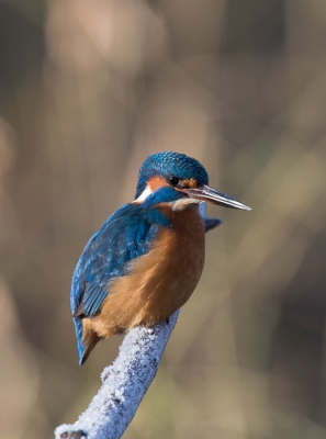 Soms zit alles mee. De ijsvogels in onze achtertuin  laten zich steeds vaker zien. Vanochtend had ik bedacht dat er ongeveer een kwartier zon op de tak zou schijnen en de rijp nog niet gesmolten zou zijn. Precies in die peridoe kwam deze even buurten.