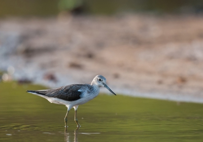 Dit weekend precies een jaar geleden dat ik op een geweldige avond aan de rand van het water zat te genieten van onder andere deze groenpootruiter. Het licht werd steeds mooier en het water daardoor steeds groener