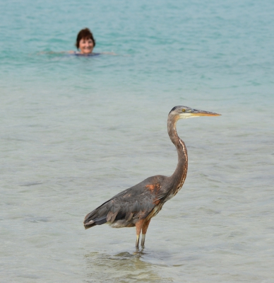 <i class='fa fa-user'></i>&nbsp;ko katsman&nbsp;|   Amerikaanse Blauwe Reiger&nbsp; <i class='fa fa-eye'>&nbsp;842</i> &nbsp;<i class='fa fa-thumbs-up'>&nbsp;3</i> &nbsp; <i class='fa fa-comment-o'>&nbsp;9</i>