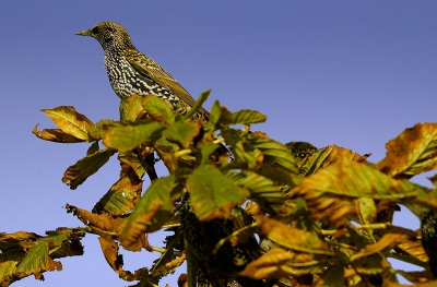 Gewone spreeuwen zijn hele mooie vogels, vooral in hun verse winterpak en genietend van de gouden herfstzon.

Nikon D70 met Maksutov 1000mm spiegeltele op statief