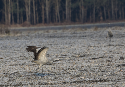 Net weer thuis van Arjuzanx in Les Landes, alwaar ik bij het reservaat al lange tijd ingeschreven stond om met enkele andere fotografen in de vroege ochtend de "grues cendres" te fotograferen. Deze dieren overnachten in het reservaat en vliegen s'ochtends uit om op de nabij gelegen maisvelden te fourageren. Om half zes vanochtend begon ik me voor te bereiden zodat ik om half zeven ter plekke zou kunnen zijn. Het was -4C en hier en daar glad op de wegen, maar ik moest er wat voor over hebben. Op de plaats van bestemming bleek alles donker en niemand te bespeuren, na een uur tevergeefs bellen en wachten bleek deze cessie afgelast te zijn en was ik niet ingelicht, wat een teleurstelling Het had de laatste dagen veel geregend in dit gebied en  de kraanvogels waren nl niet meer in het reservaat gekomen om te overnachten maar  waren ergens in de velden, maar waar? Na veel zoeken heb ik toch dit plaatje kunnen maken, ze hadden het zichtbaar naar de zin in het veld.