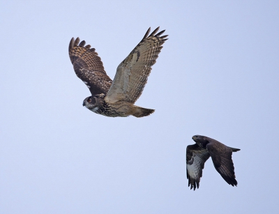 Nog een maal de Oehoe met de buizerd in een iets andere positie. Hopenlijk is deze foto iets scherper dan de vorige. Het plezier dat we er aan beleefd hebben om deze hele grote uil te zien vliegen was super.