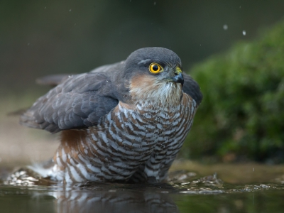 Als een volkomen verrassing kwam deze Sperwer in de nog half bevroren vijver een bad nemen. 
Ik heb eerst een behoorlijke tijd gewacht tot hij echt kopje onder was gegaan voordat ik ging fotograferen. Daarna heb ik zeker 10 minuten kunnen genieten van het uitgebreid badderen van deze roofvogel. 
Wat een gaaf moment was dat! Ik zal dat nooit vergeten.