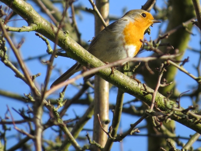 Deze roodborst had net een heel concert gegeven tijdens een felle opklaring voor een hevige sneeuwbui