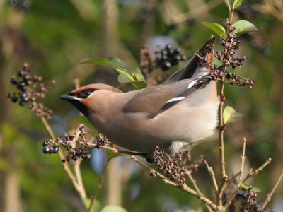 Lekker geoefend met de nieuwe spullen. Pestvogels zijn superleuk!