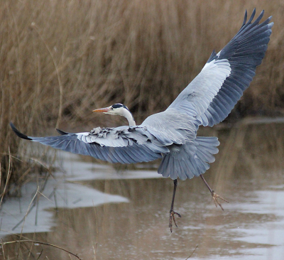 De reiger gespot vanuit de auto. Na 5 minuten ongestoord te hebben gejaagd, vloog deze weg om vervolgens 20 meter verderop in het riet te verdwijnen. Dit is het resultaat van deze korte vlucht.