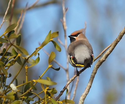 Vanmiddag eindelijk een Pestvogel kunnen vastleggen. Fantastisch om te zien hoe deze vogels zich te goed kunnen doen aan de overdaad aan bessen.