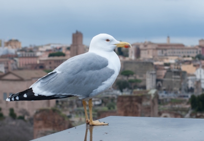 Een geelpootmeeuw met het Forum Romanum als achtergrond. Achter zijn staart is de Curia zichtbaar. Julius Caesar heeft dit laten bouwen als Senaatsgebouw. Later deed het dienst als kerk en waarschijnlijk is het daardoor grotendeels bewaard gebleven (veel andere gebouwen werden in de loop van de tijd gesloopt voor de bouwmaterialen)