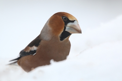 Kom maar op als je durft ! Wat een uitstraling heeft die vogel.
Op de voerplank was ie iedereen de baas, wat wil je ook met zo'n joekel van 'n metallic snavel