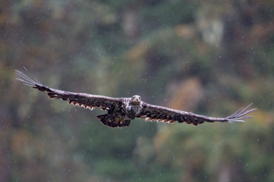 Bald Eagle op een regenachtige dag in het Tongass National Forest (Alaska)